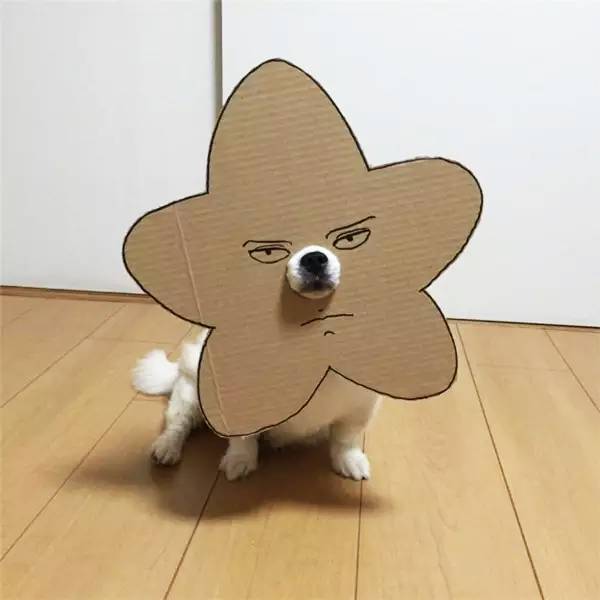 介绍纸盒宠物狗怎么做的