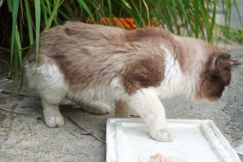 不想养的宠物猫怎么办