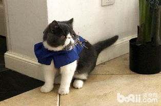 怎么空运宠物猫