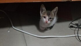 一个半月小猫吃多少
