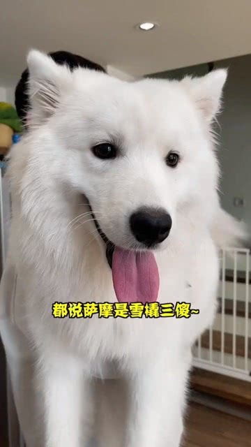东北大雪宠物狗怎么养的