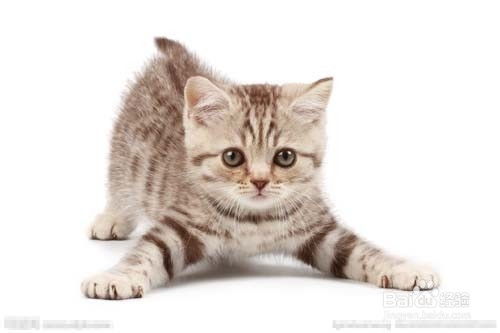 高温宠物猫怎么养