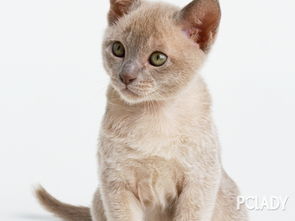 宠物猫顽皮怎么调教