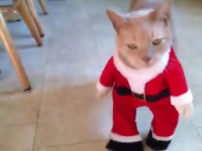 冬天宠物猫衣服怎么穿