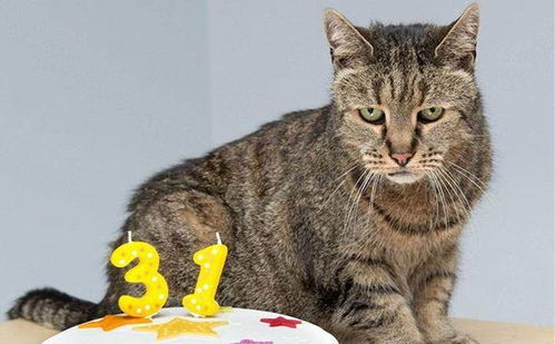 宠物猫怎么长寿