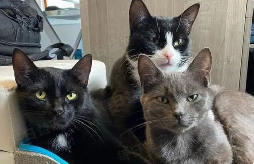 遇到被遗弃的宠物猫怎么办
