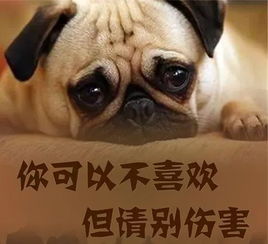 当我养了宠物狗怎么办呢