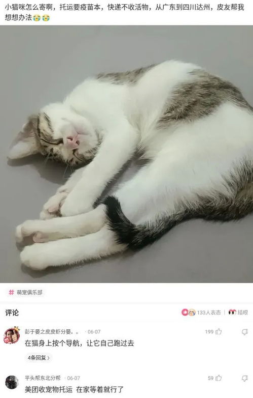 怎么快递寄宠物猫