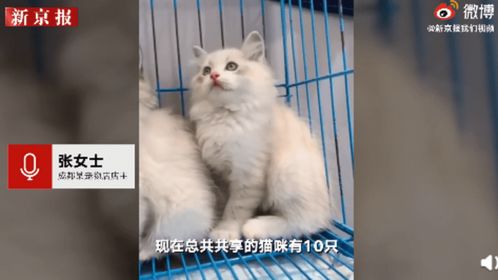 寄存猫多少钱一天