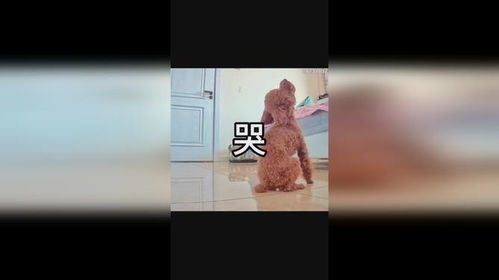 宠物狗哭出声音怎么办啊