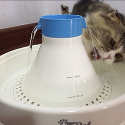 有关宠物猫的文献怎么写