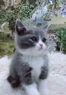 怎么收养新宠物猫