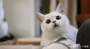 宠物猫吃鱼怎么处理好