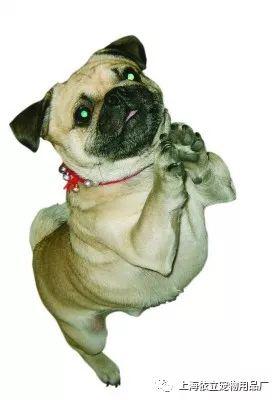 养宠物狗怎么避免狂犬病