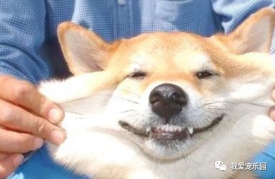 宠物狗掉下牙齿怎么办