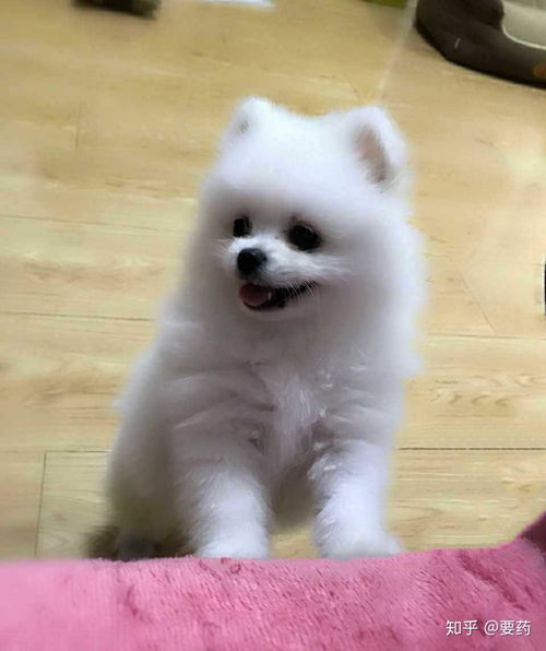 宠物狗博美怎么养的好呢