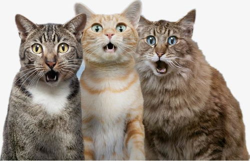 宠物猫咬坏手指怎么办啊