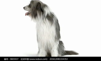 宠物狗的资料怎么写的呀
