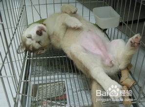 宠物狗洗澡不乖怎么办呢