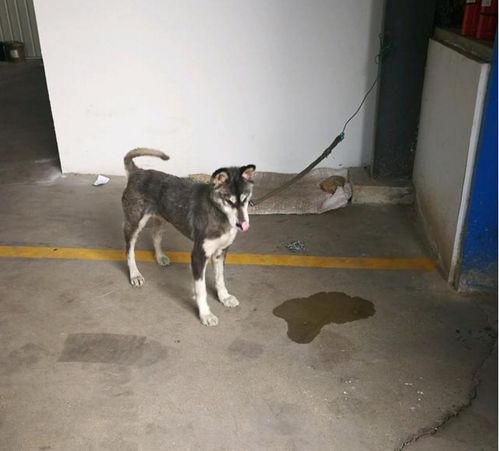 两条宠物狗怎么一起养