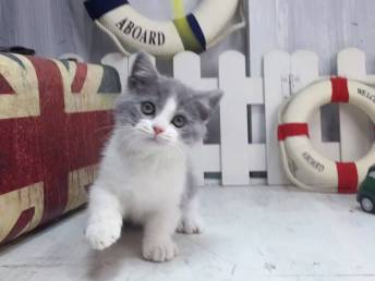 怎么挑选蓝白宠物猫