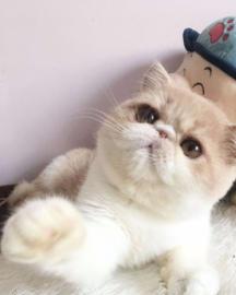 澳洲本地宠物猫怎么养活
