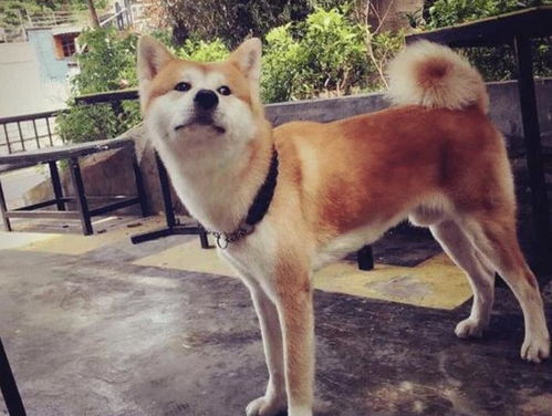 成年秋田犬吃多少