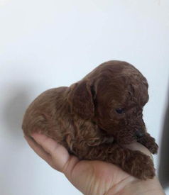 小泰迪宠物狗幼苗怎么喂