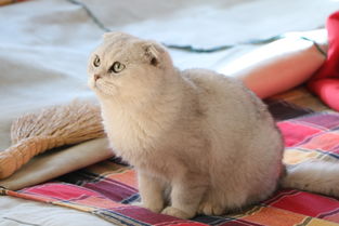 宠物猫不养了怎么卖