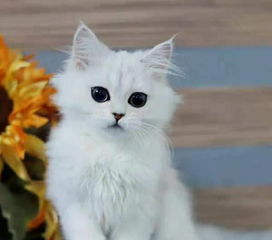 怎么托运活体宠物猫