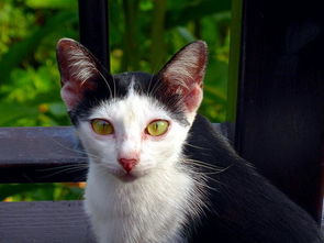 家里没有猫怎么养宠物猫