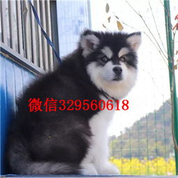 大阿拉斯加犬多少钱