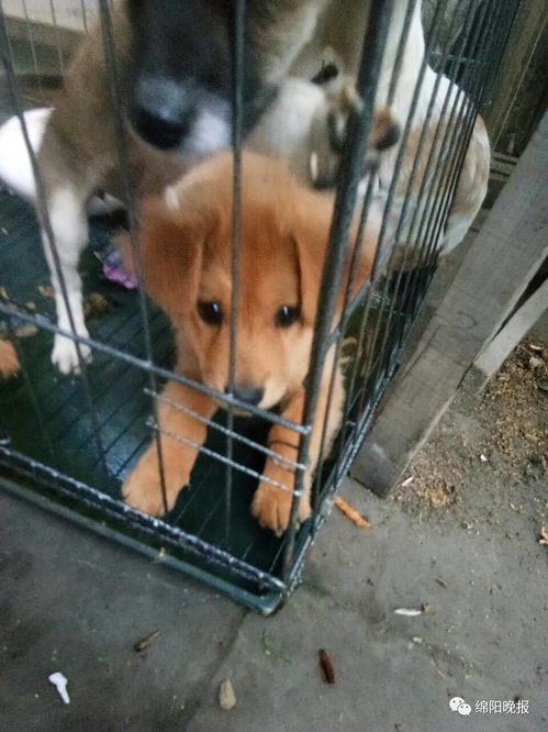发现走丢的宠物狗怎么办