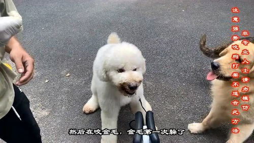 养宠物狗打架怎么办呢
