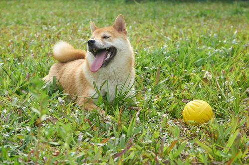 小柴犬吃多少狗粮
