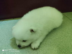 宠物狗买回来怎么教养他