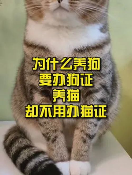 宠物猫怎么办猫证