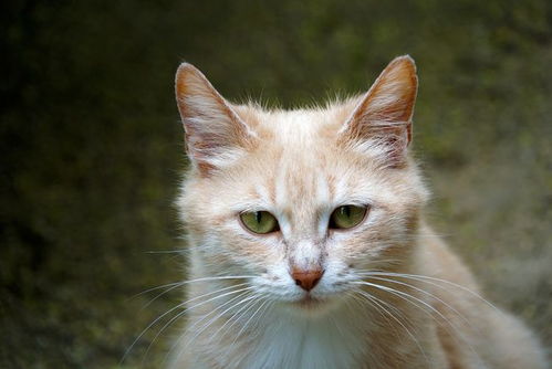 宠物猫怎么长距离运输