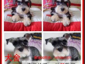 做迷你纸宠物狗怎么做