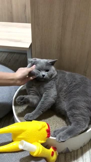 宠物猫乱咬东西怎么教育