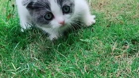 宠物猫吃昆虫会怎么样呢