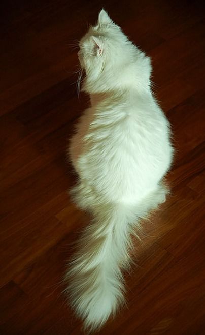 安哥拉猫多少钱一只