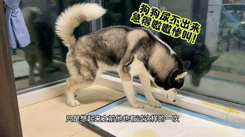 宠物狗尿不出尿怎么办