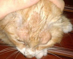 宠物猫藓自己怎么分辨