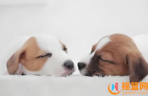 怎么查宠物狗有没弓形虫