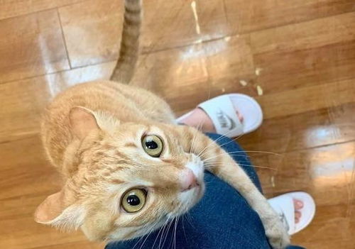 宠物猫用品怎么买到