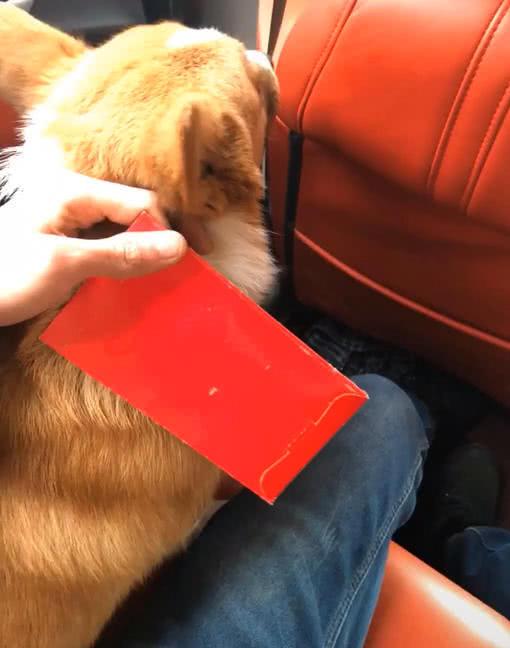 宠物狗拉链袋怎么拆开的