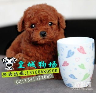 怎么做寝室宠物狗玩具教程