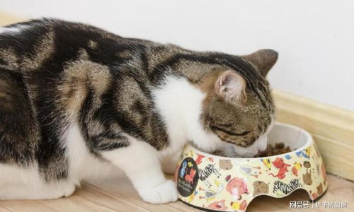 宠物猫该怎么选