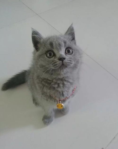 大宠物猫怎么卖钱